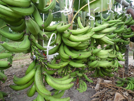 Au Sénégal, l’Agence de Régulation des Marchés (Arm) a suspendu les importations de bananes sur le territoire. Une décision qui s’inscrit dans le cadre de la stratégie nationale visant l’autosuffisance en banane à l’horizon 2029.