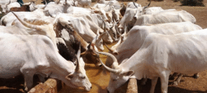 Le gouvernement béninois accorde une importance croissante à la filière bovine, considérée comme un pilier stratégique pour le développement rural, la création d’emplois et la sécurité alimentaire.