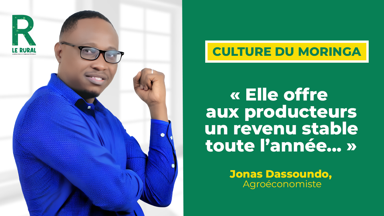 Appelé « l'arbre miracle » par certains en raison de ses vertus exceptionnelles, le moringa est bien plus qu'une simple plante au Bénin.