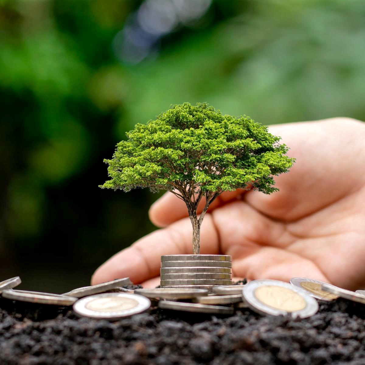 La République du Bénin a annoncé, le 3 septembre 2025 à Cotonou, le lancement officiel de son Cadre de Financement Vert.