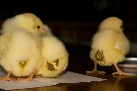 Le pasting en aviculture, c’est lorsque les fientes ou excréments se collent au niveau du cloaque, c’est-à-dire l’anus du poussin
