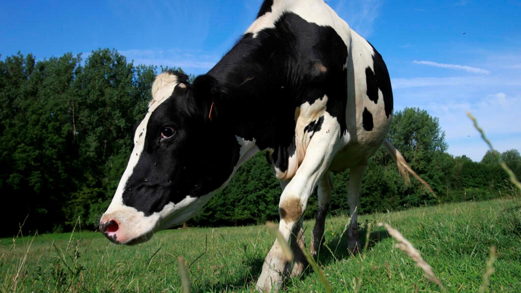 La rage chez la vache est une maladie mortelle qui bouleverse la vie des éleveurs. Transmise par morsure ou léchage, elle entraîne des signes rapides et fatals, avec de lourdes pertes économiques.