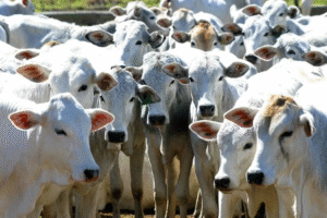 La résistance aux antimicrobiens n’est plus une menace silencieuse mais une crise mondiale en marche. En 2050, elle pourrait coûter jusqu’à 100 000 milliards de dollars et plonger deux milliards de personnes dans l’insécurité alimentaire. 