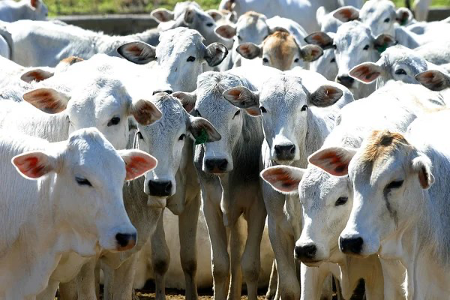 La résistance aux antimicrobiens n’est plus une menace silencieuse mais une crise mondiale en marche. En 2050, elle pourrait coûter jusqu’à 100 000 milliards de dollars et plonger deux milliards de personnes dans l’insécurité alimentaire.