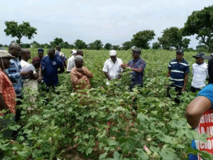 Le samedi 20 septembre 2025, les délégations conjointes de l’Association interprofessionnelle du coton (AIC) et de la Fédération nationale des coopératives villageoises de producteurs de coton (FNCVPC) sont allées au contact des exploitants dans le département du Borgou.