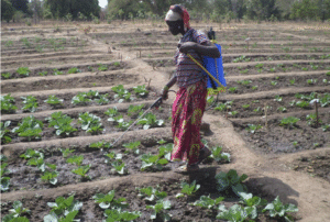 Au lieu des pesticides, utilisons des biopesticides issus de produits naturels comme le neem