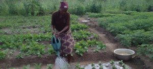 Dans l’arrondissement de Sè, commune de Houéyogbé, département du Mono, le projet de valorisation des semences paysannes maraîchères et forestières alimentaires au profit des femmes, a réuni les communautés des villages de Haindè, Gbédji, Sohounmè et Drè autour d’actions de conservation semencière. 