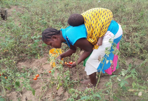 Dans l’arrondissement de Sè, commune de Houéyogbé, département du Mono, le projet de valorisation des semences paysannes maraîchères et forestières alimentaires au profit des femmes, a réuni les communautés des villages de Haindè, Gbédji, Sohounmè et Drè autour d’actions de conservation semencière.