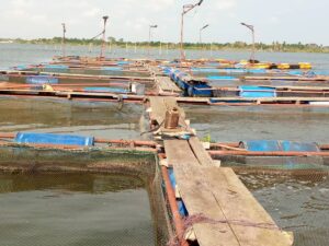 À une trentaine de kilomètres de Cotonou, dans la commune de Ouidah, le lac Toho-Todougba est devenu le théâtre d’un drame silencieux.