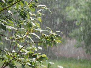 Dans de nombreuses localités, les paysans constatent que si la pluie est indispensable pour nourrir les cultures, son excès devient une menace. L’abondance des pluies, souvent observée ces dernières années, entraîne des pertes de récoltes et pousse les producteurs à chercher des solutions pour protéger leurs champs.