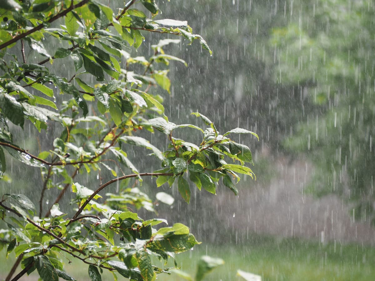 Dans de nombreuses localités, les paysans constatent que si la pluie est indispensable pour nourrir les cultures, son excès devient une menace. L’abondance des pluies, souvent observée ces dernières années, entraîne des pertes de récoltes et pousse les producteurs à chercher des solutions pour protéger leurs champs.
