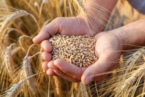Entre janvier et juillet 2025, le Maroc a diminué ses importations de céréales de 11 %. Malgré cette baisse, le Royaume reste dépendant des marchés internationaux pour nourrir la population et soutenir l’élevage.