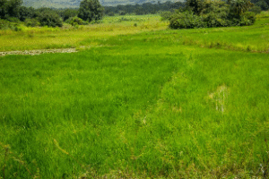 Les subventions du FNDA et de la Coopération Suisse transforment la riziculture à Natitingou avec 100 hectares aménagés pour booster la production agricole.