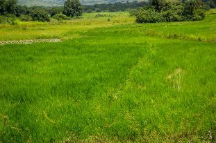 Les subventions du FNDA et de la Coopération Suisse transforment la riziculture à Natitingou avec 100 hectares aménagés pour booster la production agricole.