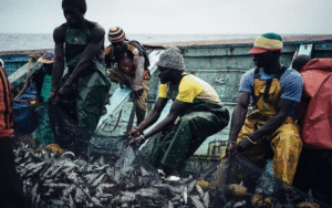 La pêche continentale, bien que souvent reléguée au second plan, joue un rôle fondamental dans la sécurité alimentaire et la résilience économique des communautés locales.