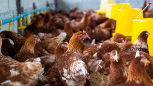 Le Fonds National de Développement Agricole (FNDA)  a lancé, en septembre, un appel à projets destiné à soutenir les investissements agricoles et les services non financiers.