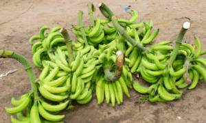 Face à une consommation nationale en constante hausse, la banane plantain s’impose progressivement comme une culture stratégique au Bénin.