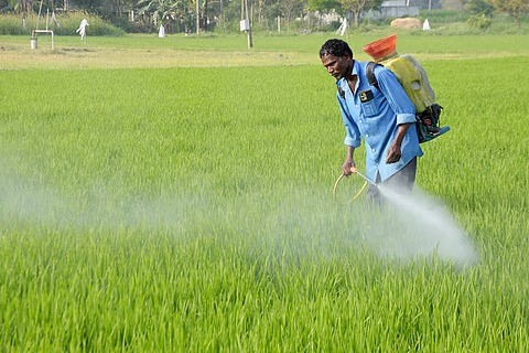 En 2024, près de 122 000 tonnes de pesticides interdits en Europe ont été exportées vers 93 pays dans le monde.