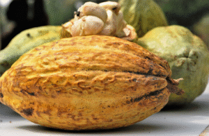Au Ghana, le prix bord champ du cacao a été revu à la hausse afin de freiner la contrebande, à la suite de la décision de la Côte d’Ivoire, premier producteur mondial, de relever son prix bord champ à 2 800 F CFA/kg, contre 1 800 F CFA/kg lors de la précédente campagne.