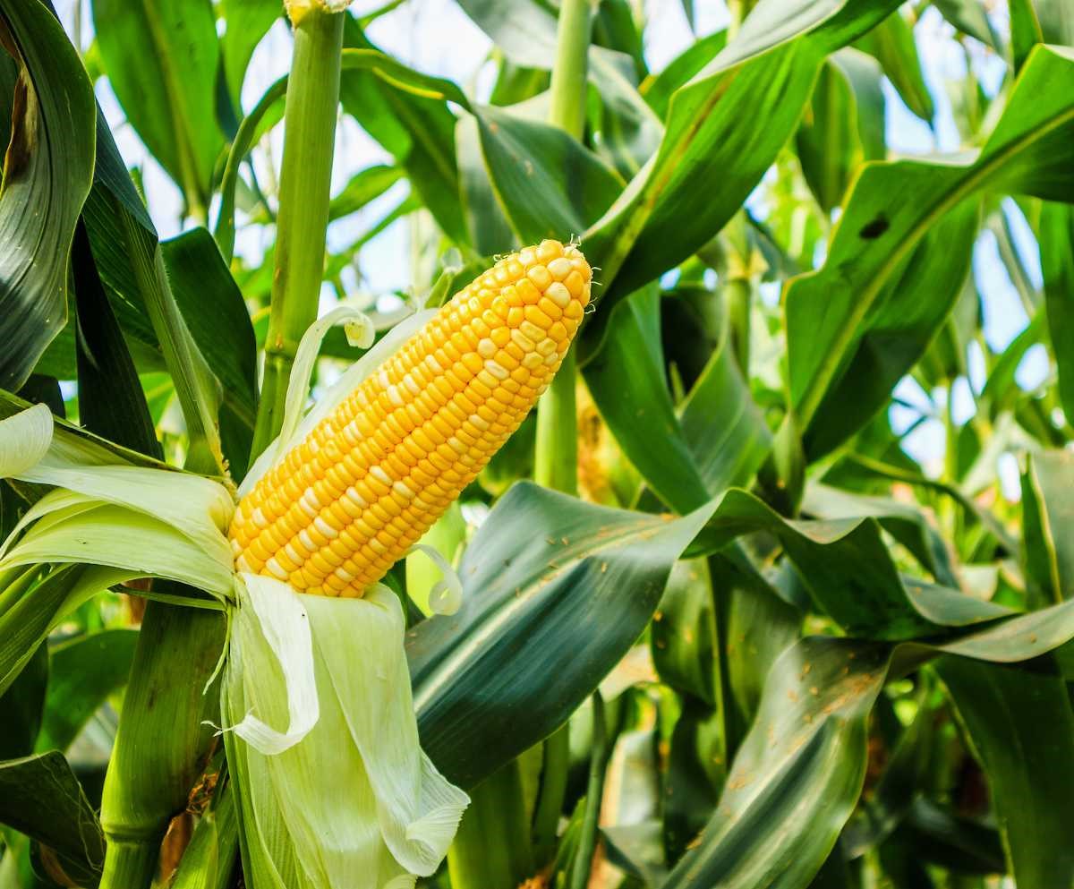 La campagne agricole 2025/2026 bat actuellement son plein au Sénégal.