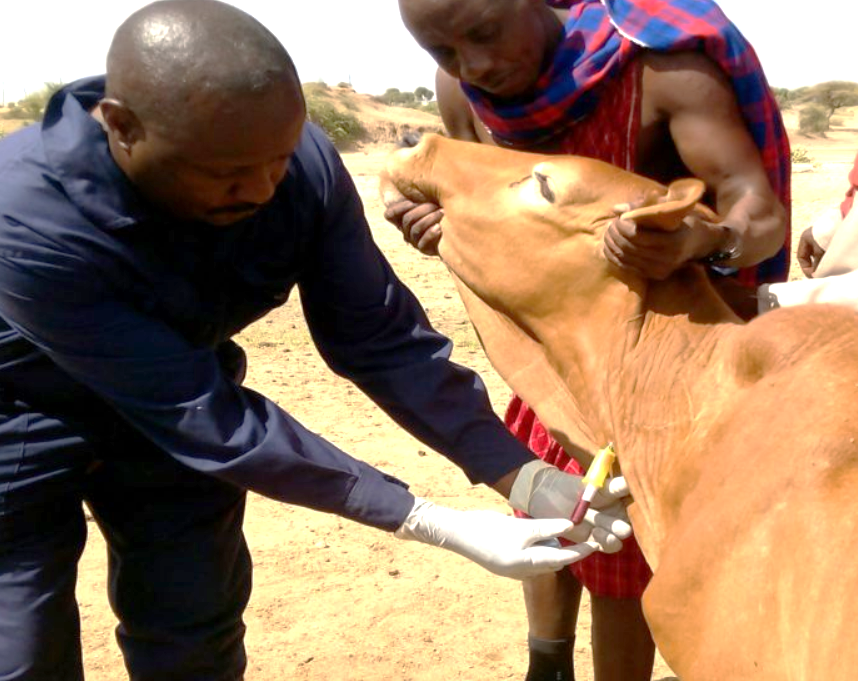 Entre 2015 et 2023, la filière porcine ivoirienne a été durement éprouvée par cinq épizooties de peste porcine africaine (PPA), occasionnant des pertes directes estimées à 9,2 milliards FCFA (environ 15 millions $).