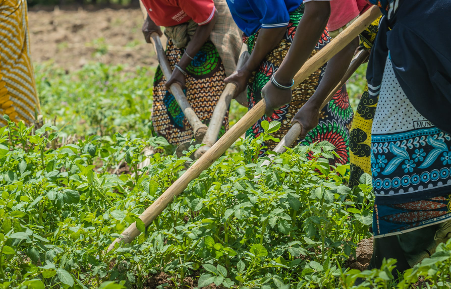 La fraîcheur et la qualité des produits maraîchers déterminent leur valeur sur le marché. Dans ce contexte, l’organisation collective des acteurs agricoles apparaît comme une solution innovante et stratégique.
