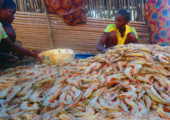 À Madagascar, la pêche crevettière bénéficie désormais d’un calendrier officiel pour 2025-2026, accompagné d’un renforcement strict des obligations des opérateurs afin de protéger les ressources et assurer une gestion durable du secteur.