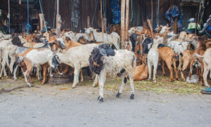 La peste des petits ruminants (PPR), maladie virale hautement contagieuse qui touche principalement les ovins et les caprins, demeure l’une des principales menaces pour la filière élevage au Bénin. Endémique depuis plusieurs décennies, elle continue de causer des pertes économiques considérables malgré les efforts de vaccination et de sensibilisation.