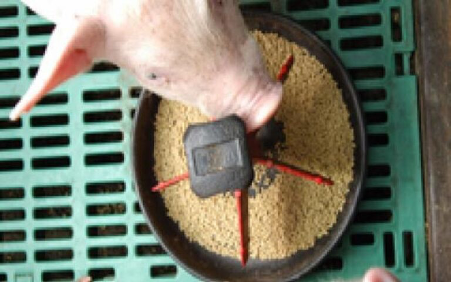 Une unité de production d’aliments pour l’élevage porcin sera prochainement installée à Ziguinchor, en Casamance, la principale région productrice du Sénégal.