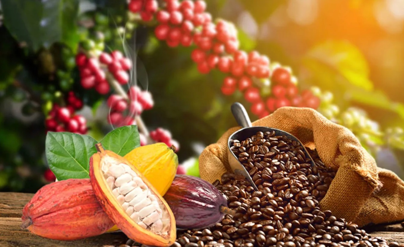 Les prix indicatifs du café et du cacao pour la période du 16 au 30 novembre 2025 sont désormais connus. Ces prix, calculés selon l’échéance de janvier 2026 pour le café et de décembre 2025 pour le cacao, servent de repères économiques essentiels pour les producteurs.