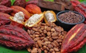 Les marchés mondiaux du cacao connaissent une nouvelle baisse. Le 21 novembre, la tonne de cacao s’est échangée à 5 159 $ à New York, un niveau qu’on n’avait pas observé depuis octobre 2024. Cette chute marque une tendance persistante qui inquiète producteurs et investisseurs.