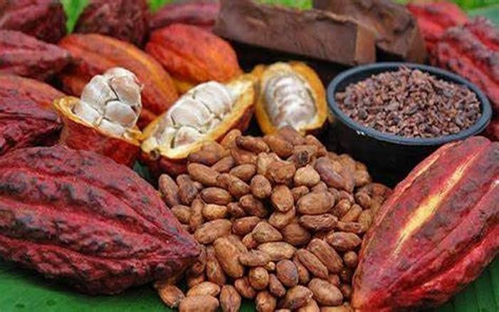 Les marchés mondiaux du cacao connaissent une nouvelle baisse. Le 21 novembre, la tonne de cacao s’est échangée à 5 159 $ à New York, un niveau qu’on n’avait pas observé depuis octobre 2024. Cette chute marque une tendance persistante qui inquiète producteurs et investisseurs.