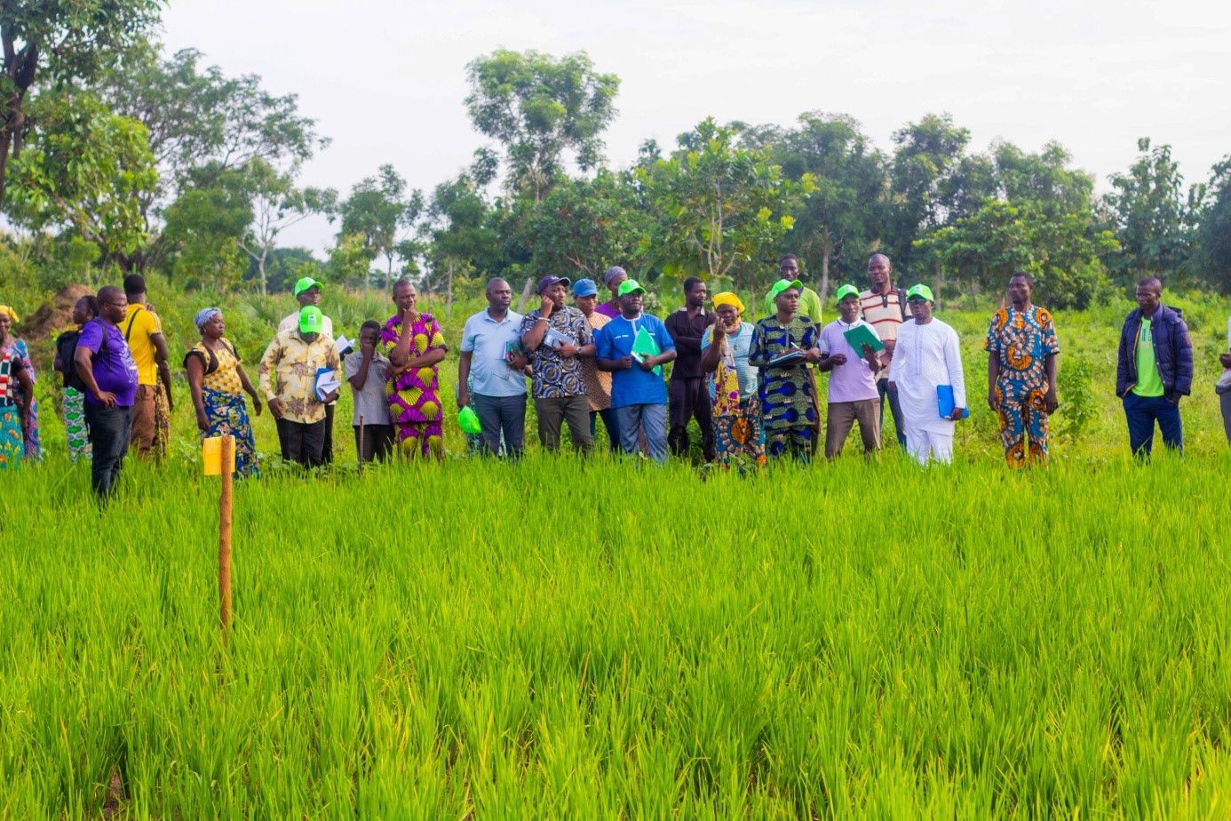 Lancé officiellement 2022, le Programme Régional d’Intégration des Marchés Agricoles (PRIMA) fait son petit bonhomme de chemin. Elle marque progressivement une nouvelle étape stratégique dans la transformation de l’agriculture au Bénin. D’une durée de huit ans (2022–2030), ce programme cofinancé par le gouvernement béninois et le Fonds International de Développement Agricole (FIDA) ambitionne de stimuler le commerce agricole régional, renforcer la sécurité alimentaire et donner une impulsion décisive à l’économie rurale, en particulier aux exploitations familiales.