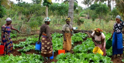 D’après le rapport « La situation des femmes dans les systèmes agroalimentaires » de la FAO, les femmes continuent de rencontrer de grandes difficultés pour accéder aux ressources essentielles dans l’agriculture. Cette inégalité, persistante dans de nombreux pays, freine le développement des systèmes agroalimentaires malgré les réformes entreprises depuis dix ans.