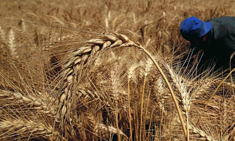 En Egypte, la production nationale de blé poursuit sa progression avec à la clé, des incitations financières et un vaste programme de renforcement des capacités de stockage.