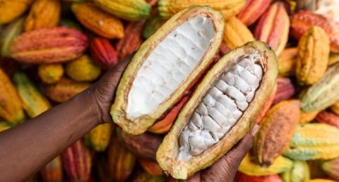   Le 3 décembre 2025, le gouvernement ivoirien a validé la reconnaissance officielle de l’Organisation interprofessionnelle agricole (OIA) de la filière café-cacao