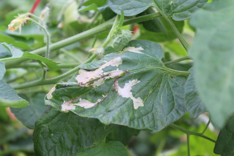 Face aux effets néfastes des pesticides chimiques sur la santé humaine, les sols et la biodiversité, des approches alternatives gagnent progressivement du terrain dans le monde agricole. Parmi elle, figure une technique encore peu connue mais prometteuse. Il s'agit de l’introduction d’espèces répulsives dans les fermes pour éloigner naturellement les ravageurs.
