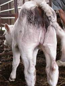 La coccidiose, provoquée par des parasites appelés coccidies, entraîne diarrhées, amaigrissement et parfois mort chez les jeunes animaux.