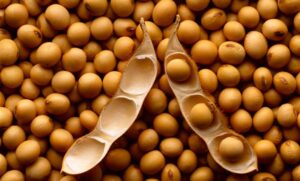 Le gouvernement béninois a annoncé les dispositions officielles pour la campagne de commercialisation du soja grain, qui démarre le 5 décembre 2025 et prendra fin le 30 septembre 2026. Les ministres en charge du Commerce, de l’Industrie, de l’Agriculture, de l’Élevage et de la Pêche l’ont précisé à travers un communiqué conjoint.