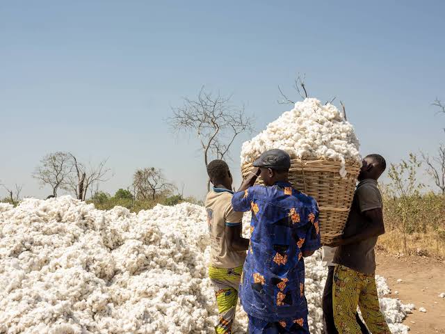 CAMPAGNE COTONNIÈRE 2025/2026