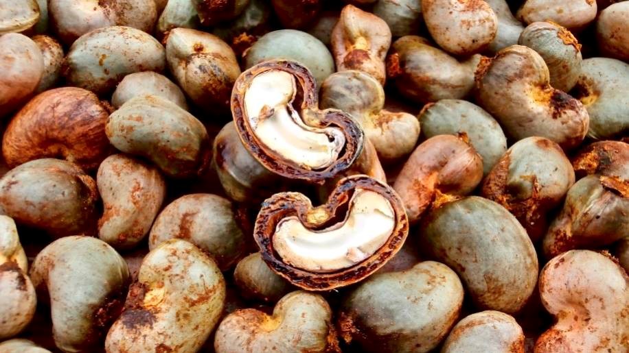 La Côte d’Ivoire anticipe une nette progression de ses recettes issues de l’exportation d’amandes de cajou en 2025. Selon Mamadou Berté, directeur général du Conseil du coton et de l’anacarde (CCA), les ventes de noix de cajou transformées devraient atteindre 350 milliards de FCFA, soit environ 623 millions de dollars, représentant une hausse de 67 % par rapport à l’année précédente, selon des déclarations rapportées par Reuters.