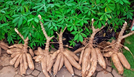 La filière manioc en Côte d’Ivoire franchit une nouvelle étape vers sa structuration et son développement. L’Interprofession de la filière Manioc (OIA manioc) a été officiellement lancée ce mardi à Abidjan-Marcory, lors d’une table ronde. Pour le Président du conseil d'administration de l’interprofession, cette initiative marque le passage d’une filière fragmentée à une chaîne de valeur organisée et ambitieuse, capable de dialoguer avec les pouvoirs publics et les partenaires financiers.