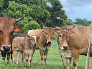 D’ici à 2035, l’élevage bovin dans l’Union européenne pourrait fortement diminuer. Selon les prévisions de la Commission européenne, près de 2,85 millions de vaches, à la fois laitières et allaitantes, pourraient disparaître au cours des dix prochaines années. Cette situation s’explique par une baisse progressive du nombre d’animaux et par une consommation de viande bovine en recul.