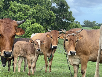 D’ici à 2035, l’élevage bovin dans l’Union européenne pourrait fortement diminuer. Selon les prévisions de la Commission européenne, près de 2,85 millions de vaches, à la fois laitières et allaitantes, pourraient disparaître au cours des dix prochaines années. Cette situation s’explique par une baisse progressive du nombre d’animaux et par une consommation de viande bovine en recul.