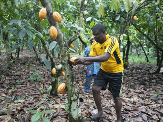 Longtemps restée en marge des grandes filières d’exportation agricoles, la culture du cacao au Bénin tente progressivement de se frayer une place dans un paysage régional dominé par des poids lourds comme la Côte d’Ivoire et le Ghana.