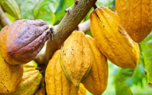 Les prix du cacao chutent brutalement au Togo après une année 2024 exceptionnelle. En ce début d’année 2026, l’effondrement des cours entraîne une accumulation préoccupante de stocks invendus, fragilise la filière café-cacao et impose une concertation urgente entre producteurs, acheteurs et exportateurs.