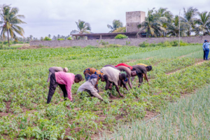 Pour renforcer l’organisation et la compétitivité du maraîchage, les producteurs et transformateurs béninois ont officialisé la création de l’Interprofession des Cultures Maraîchères (ICM).