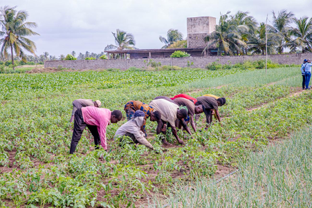 Pour renforcer l’organisation et la compétitivité du maraîchage, les producteurs et transformateurs béninois ont officialisé la création de l’Interprofession des Cultures Maraîchères (ICM).