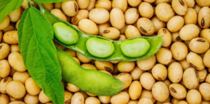 La campagne 2025-2026 de la filière soja s’annonce prometteuse au Bénin. Mais pour transformer cet élan en réussite durable, les acteurs sont appelés à un strict respect des règles encadrant le transport et la commercialisation de cette matière première stratégique.