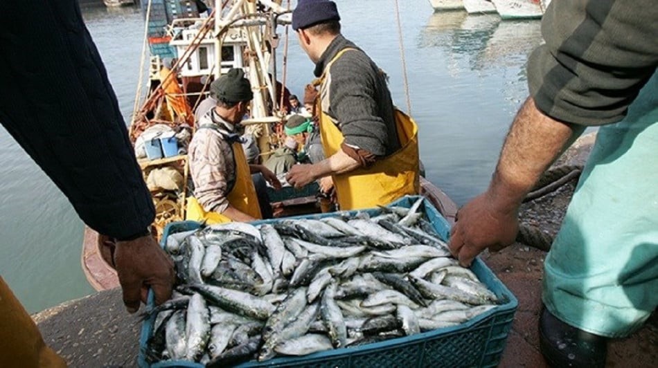 Les exportations de sardines congelées interdites dès 1er février